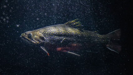 Underwater photo of brook trout swimming in dark waters with bubbles