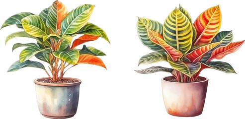 croton plant in a pot watercolor vector illustration © Finkha