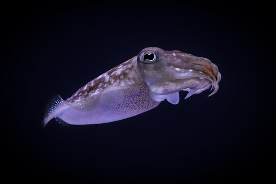 Swimming Cuttlefish isolated on black background