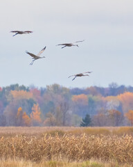 Sandhill Cranes gliding over a corn field in autumn