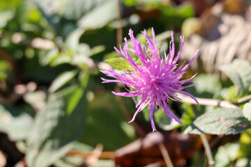 fiore al sole di inverno.