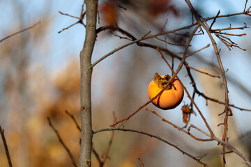frutto di caco o kako su albero in inverno.