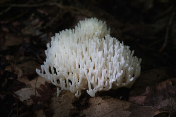 Closeup of White Coral Mushroom on dark brown leaves forest floor
