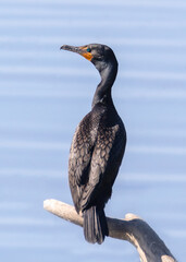 Double-crested Cormorant standing on dead tree log above blue water