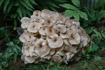 Umbrella polypore surrounded by green vegetation on forest floor