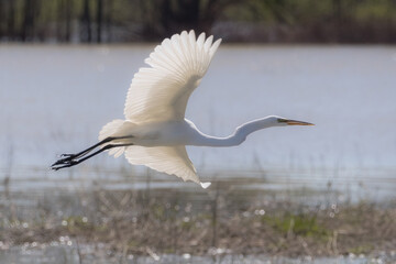 All white Great Egret flying over marshland in spring