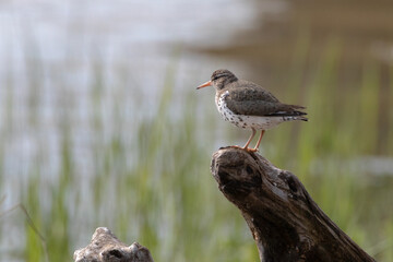 Spotted Sandpiper bird perching on tree stump near water