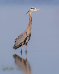 Portrait of Great Blue Heron standing in calm water with its reflection