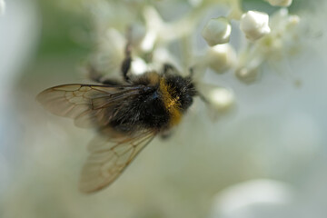 beautiful  blossom  of white  hydrangea  with working bumblebee at sunny day. macro, wild life