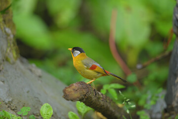 Silver-eared Mesia birdwatching in the forest