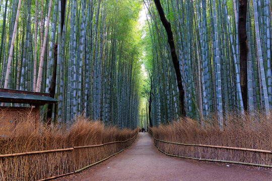 Japanese bamboo forest in Arashiyama