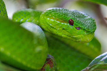 Green pit viper in Thailand jungle