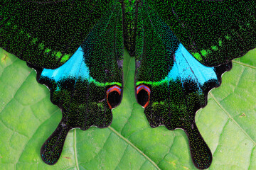 Papilio paris wings texture and colors details