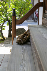 京都の寺院の境内で出会ったキジトラの猫