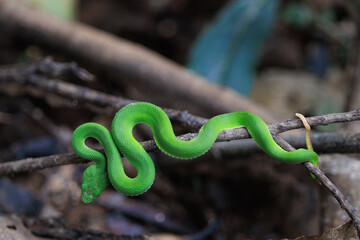 Green pit viper in Thailand forest