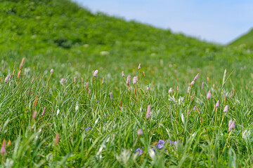 桃岩展望台コース