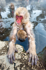 Macaques bath in hot springs in Jigokudani Park, Nagano, Japan