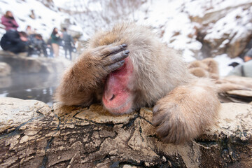 Macaques bath in hot springs in Jigokudani Park, Nagano, Japan