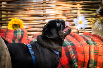pug shar pei french bulldog walking in the park on a leash walking beautiful portraits of dogs