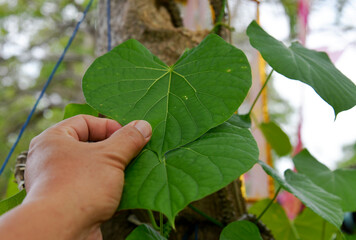 Heart-leaved moonseed (Tinospora crispa), with green heart-shaped leaves on a blurred background, is an herb to control blood pressure and diabetes. 