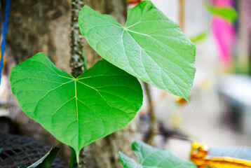 Heart-leaved moonseed (Tinospora crispa), with green heart-shaped leaves on a blurred background, is an herb to control blood pressure and diabetes. 