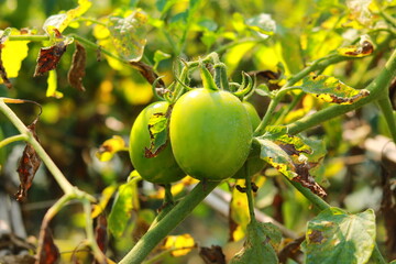 Green tomatoes growing on a branch in the garden. Close up.