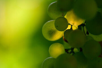 leuchtende Weintrauben