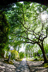 Fototapete bei efototapeten.de bestellen   