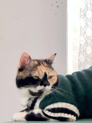 a cat wearing a green sweater laying on a bed