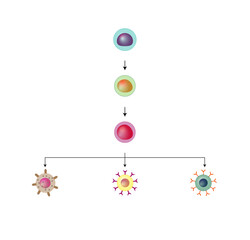 Lymphopoiesis. hematopoietic stem cell, common lymphoid progenitor, lymphoblast, T- lymphocyte, B-lymphocyte and natural killer cell. The development of lymphocyte. Vector illustration.