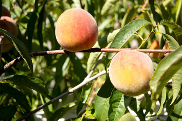 Peaches ripening in the sun