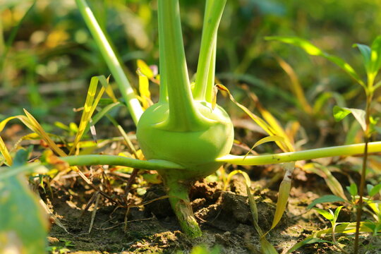 Kohlrabi growing in the field, closeup of photo