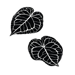 Illustration vector graphic of Anthurium leaves, one of the biggest houseplant genus. Suitable for nature and tropical content.