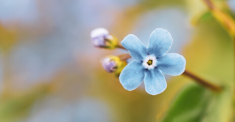 Close up of blue flower on blurred background. Forget me not flower.
