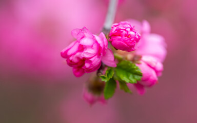 Close up of blossoming pink Sakura flower and Sakura buds on blurred pink background.