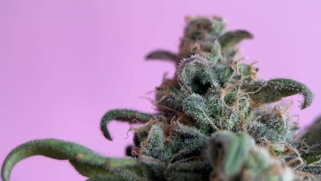 Cannabis bush with trichomes, macro. Stigmas with thc and CBD crystals on a purple background. Indica and Sativa hybrid, female cannabis marijuana bush