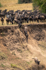 Blue wildebeest climbing down steep sandy cliff