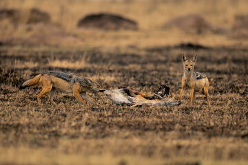 Black-backed jackal stands gnawing carcase beside another