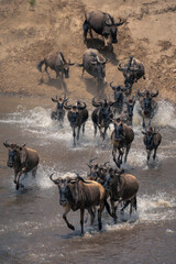 Blue wildebeest cross shallow river towards camera