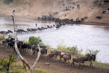 Blue wildebeest cross river past dead tree