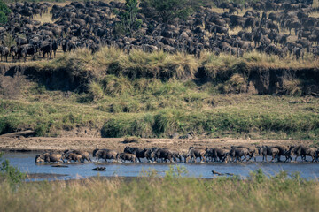 Blue wildebeest cross river near main herd