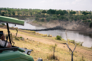 Blue wildebeest cross river watched from jeep