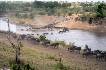 Blue wildebeest cross water in two lines