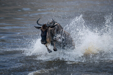 Blue wildebeest crosses Mara kicking up spray