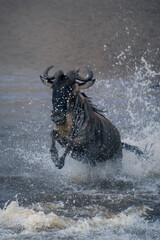 Blue wildebeest crosses river kicking up spray
