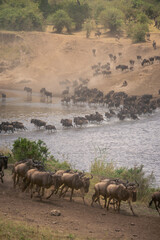 Fototapeta na wymiar Blue wildebeest cross water in zigzag line