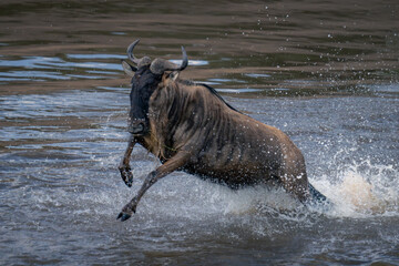 Fototapeta premium Blue wildebeest crossing river throwing up spray