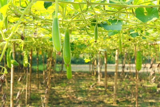 Bottle gourd or calabash in the garden