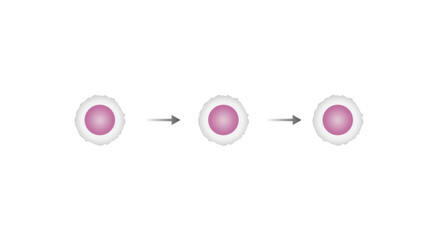 Lymphopoiesis. hematopoietic stem cell, common lymphoid progenitor, lymphoblast, T- lymphocyte and B-lymphocyte. The development of lymphocyte. Vector illustration. - obrazy, fototapety, plakaty