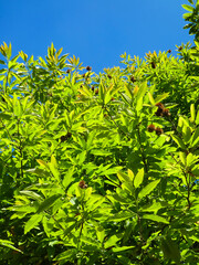 Horse chestnut tree with leaves and rich thorns that protect the chestnuts until they ripen in autumn
